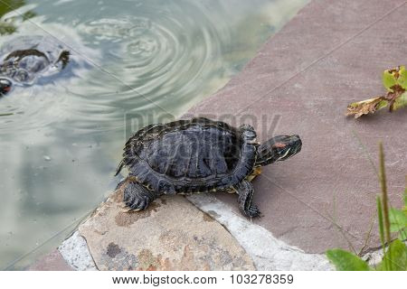 Wet Freshwater Turtle Crawled Out Of The Pond On Rock