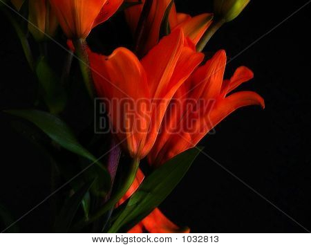 Dag Lillies