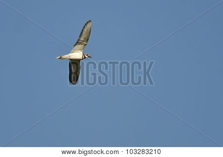Killdeer Flying In A Clear Blue Sky
