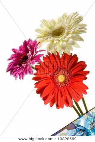 Tre lyse blomster. Gerber