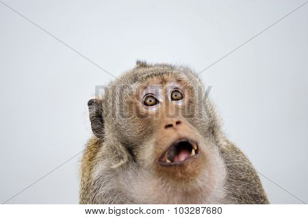 Monkey Emotion Surprise Full Face .