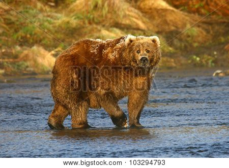 old kodiak brown bear