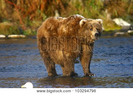 old kodiak brown bear