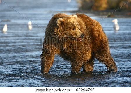 old kodiak brown bear