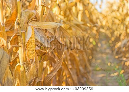 Corn Cob On Stalk In Maize Field