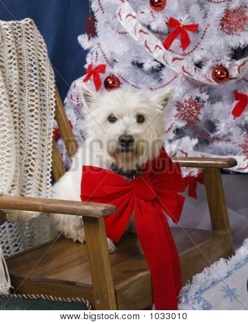Jul hund