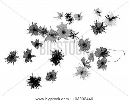 Black And White Silver Berry Micrograph