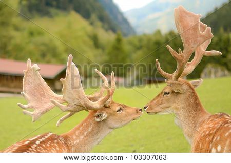 Two deers kissing in the mountains