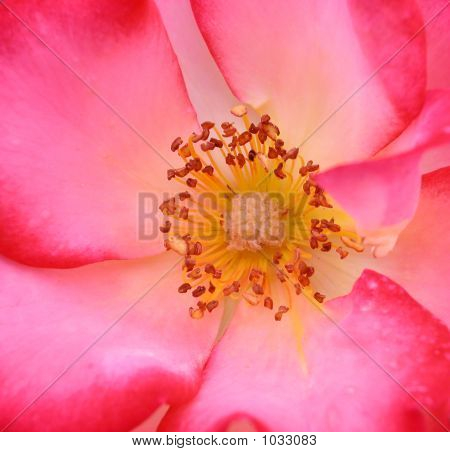 Rosa Rose