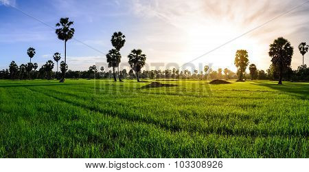 Panoramic View Of Rice Field With Palm Tree Background In Morning, Phetchaburi Thailand.