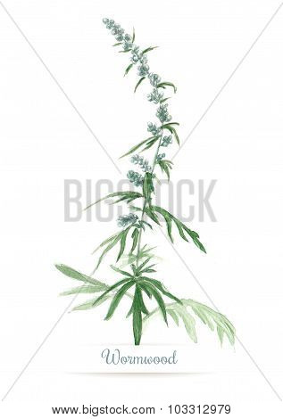 Watercolor sprigs of wormwood