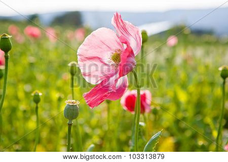 Pink Blooming Poppy, Huge Field Of Blossoming Flowers