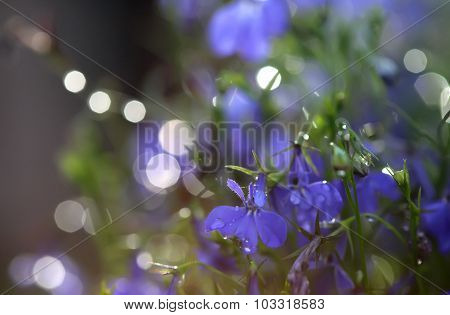 Purple background with flowers