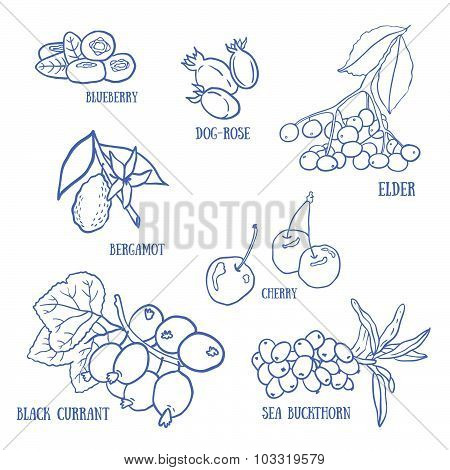 Autumn berries vector set
