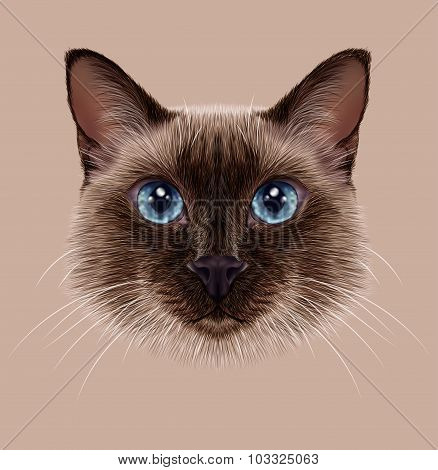 Illustrative Portrait of a Thai Cat