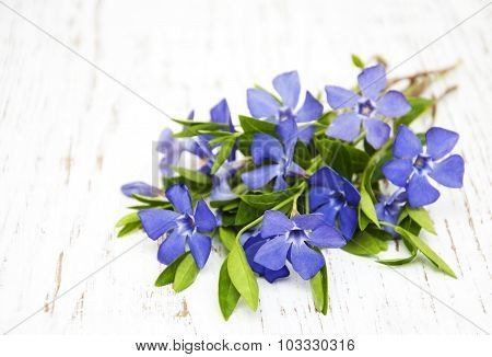 Perwinkle