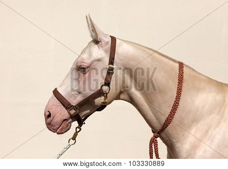 Blue eyed Cremello akhal teke horse portrait