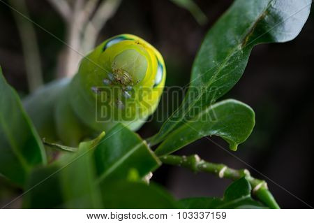 Green Butterfly Worm