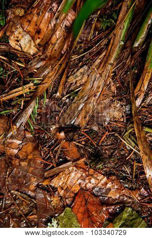 Wet forest
