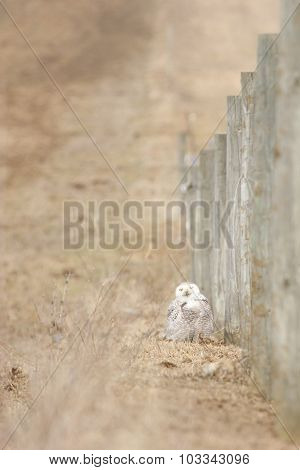 Angry Snowy