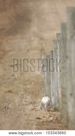 Snowy Owl By Fence