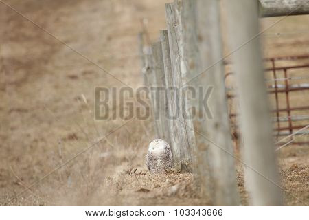 Snowy And Fence
