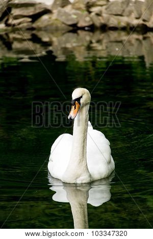 Swan in the lake