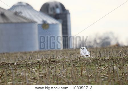 Snowy Owl In Cornfield