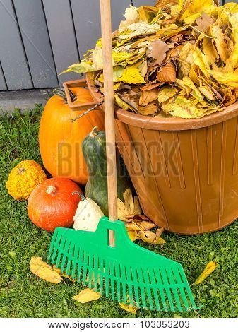 Pile of dead fall leaves dumped into plastic bin, pumpkins and fan rake resting against wooden shed