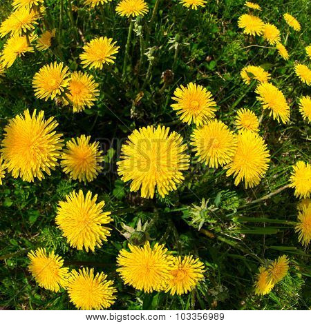 Blooming Danelions From A Fish Eye Lens