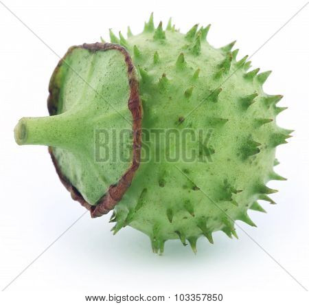 Medicinal Datura Fruit
