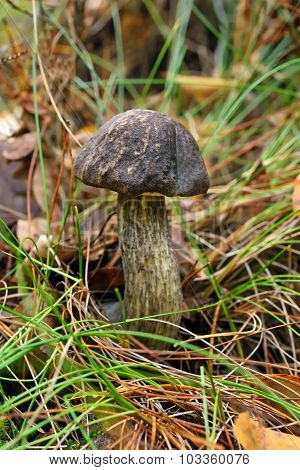 Leccinum Scabrum Mushroom