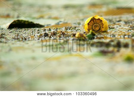 Undeveloped Yellow Water Lily In The River.horizontal.