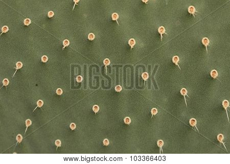 Cactus Texture
