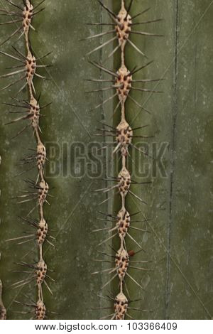 Cactus Texture