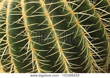 Cactus Texture