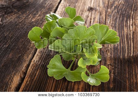 Ginkgo Biloba On Wooden Background.