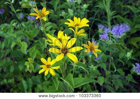 Prairie Rosinweed
