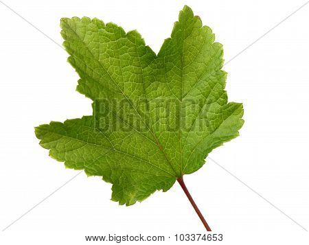 Leaf Of Currant