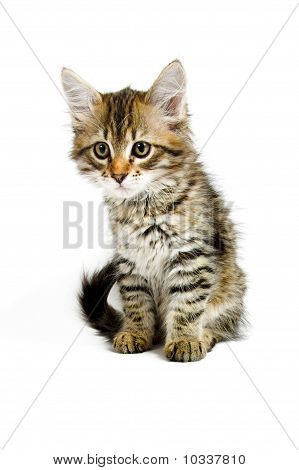 Сибирский котенок