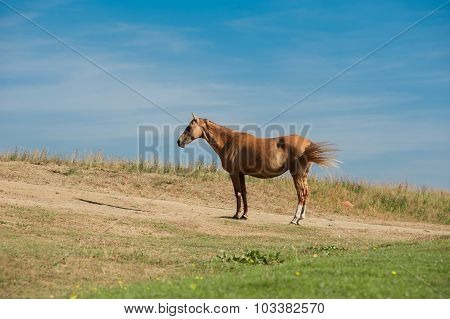 Akhal-teke Horse In Dry Pasture Under The Heating Sun