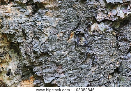 structure of bark of a tree