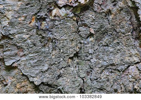 structure of bark of a tree