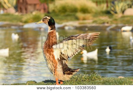 Duck wingspread on green grass near water.