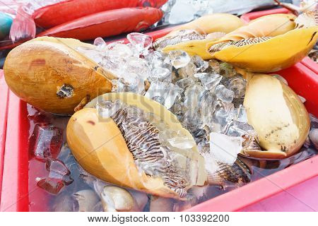 Large Melo Sea Snails On Ice At Market Display Ready To Be Cook For Dinner.