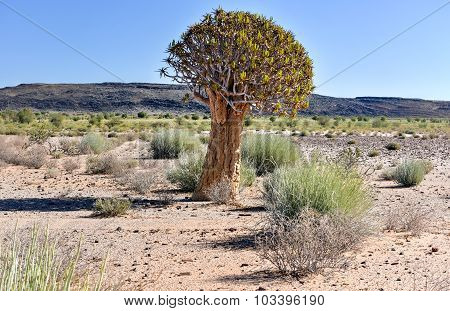 Quiver Tree - Namibia