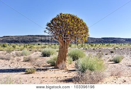 Quiver Tree - Namibia