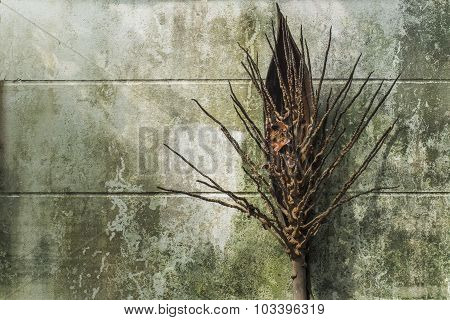 coconut cluster