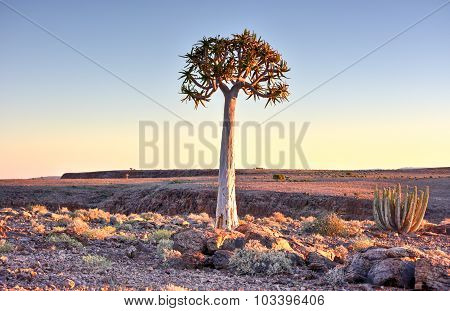 Quiver Tree - Namibia