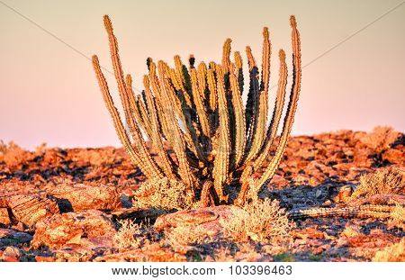Cactus - Namibia